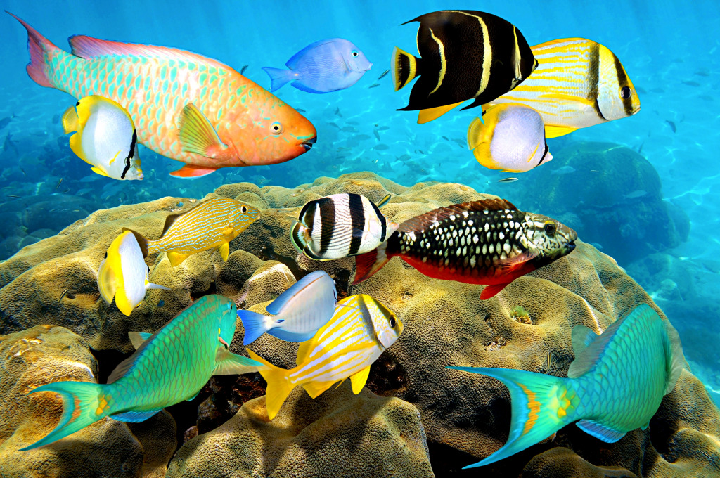 Poissons tropicaux colorés dans la mer des Caraïbes jigsaw puzzle in Sous les mers puzzles on TheJigsawPuzzles.com