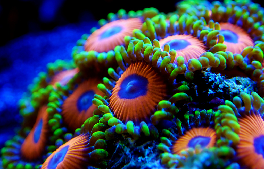 Colony of Soft Polyps of Zoanthus jigsaw puzzle in Under the Sea puzzles on TheJigsawPuzzles.com