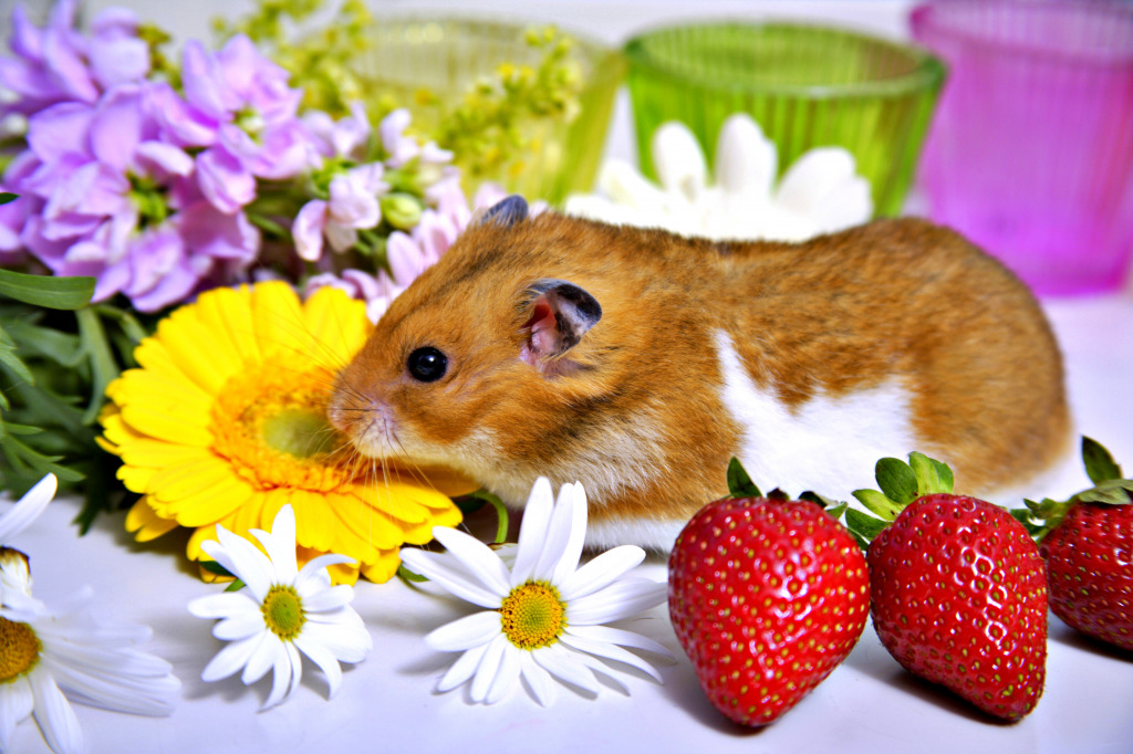 Strawberry and Hamster jigsaw puzzle in Animals puzzles on TheJigsawPuzzles.com