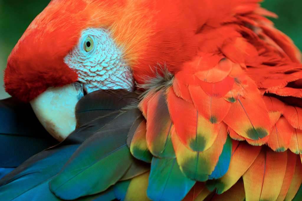 Scarlet Macaw in the Amazon Rainforest jigsaw puzzle in Animals puzzles on TheJigsawPuzzles.com