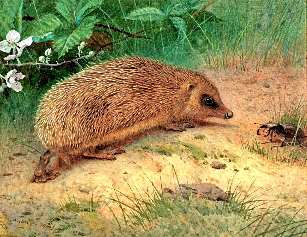 Der Igel jigsaw puzzle in Tiere puzzles on TheJigsawPuzzles.com