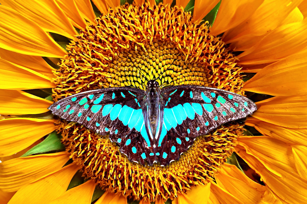 Butterfly on a Sunflower jigsaw puzzle in Macro puzzles on TheJigsawPuzzles.com