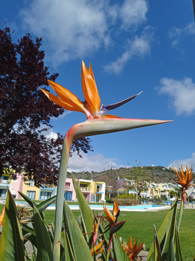 IMG_20220427_103254_5 jigsaw puzzle in Ian Hamilton puzzles on TheJigsawPuzzles.com