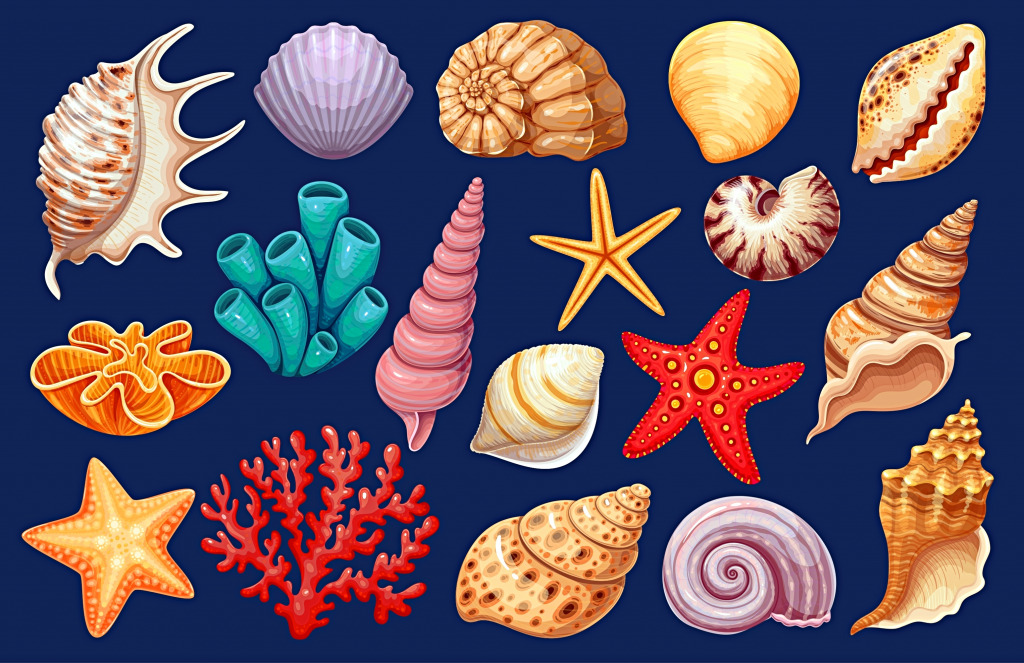 Various Seashells jigsaw puzzle in Under the Sea puzzles on TheJigsawPuzzles.com