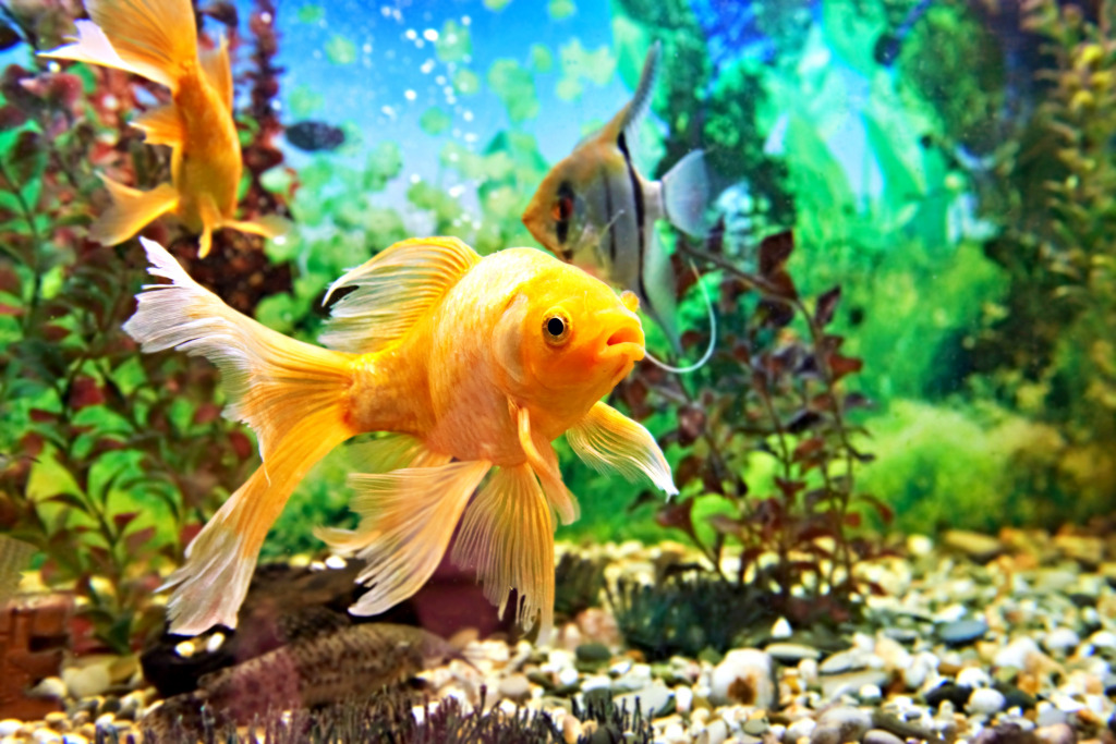 Poissons colorés nageant dans un aquarium jigsaw puzzle in Sous les mers puzzles on TheJigsawPuzzles.com