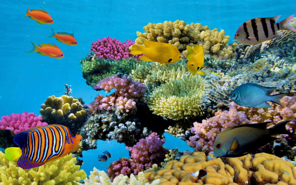 Bright Coral Reef with Fish jigsaw puzzle in Under the Sea puzzles on TheJigsawPuzzles.com