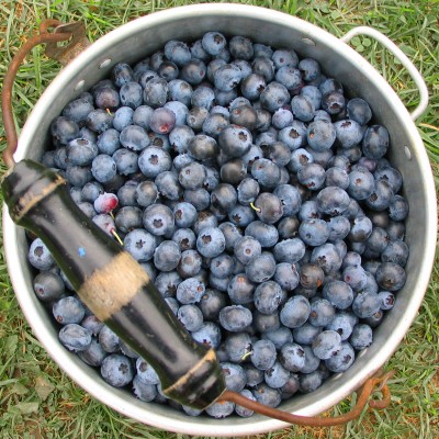 Blueberry Bucket jigsaw puzzle in Fruits & Veggies puzzles on ...