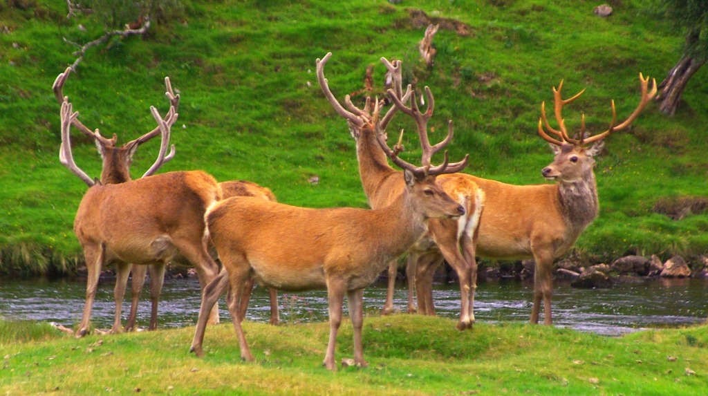 Stags jigsaw puzzle in Animals puzzles on TheJigsawPuzzles.com