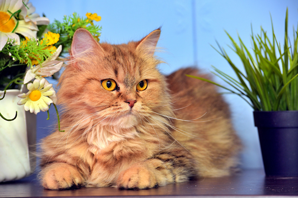 Cute Persian Cat jigsaw puzzle in Animals puzzles on TheJigsawPuzzles.com