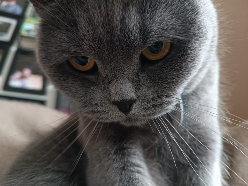 Jinx Bild jigsaw puzzle in Finja Baumung puzzles on TheJigsawPuzzles.com