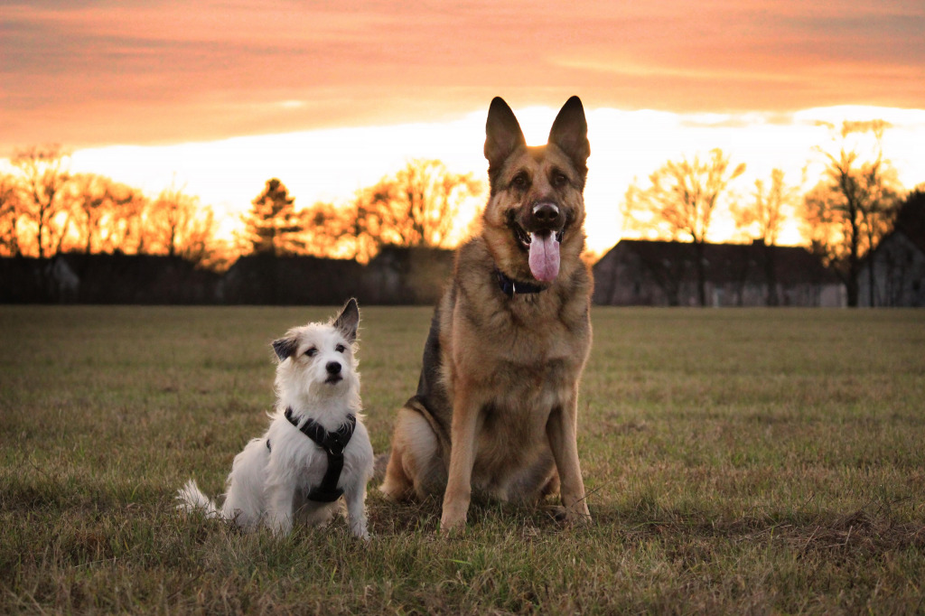 SNappy und Spike jigsaw puzzle in Finja Baumung puzzles on TheJigsawPuzzles.com