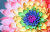 Rainbow Chrysanthemum Flower Closeup