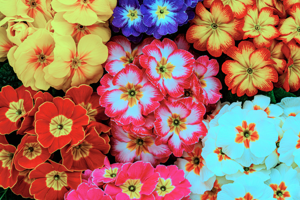 Colorful Primrose jigsaw puzzle in Flowers puzzles on TheJigsawPuzzles.com