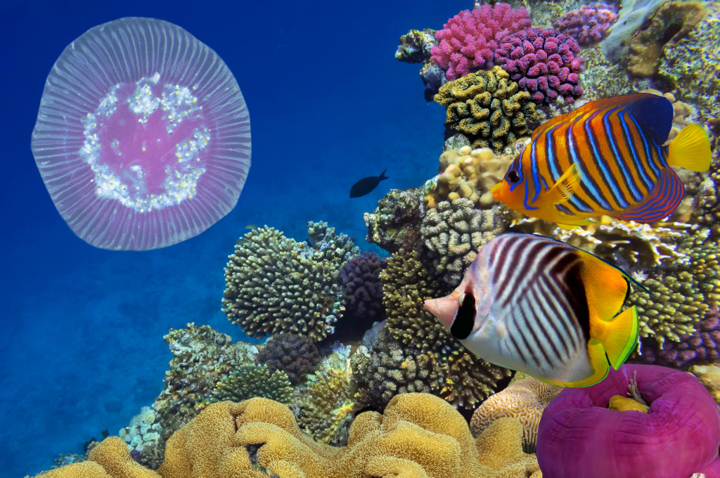 Fish and Corals in the Red Sea, Egypt jigsaw puzzle in Under the Sea puzzles on TheJigsawPuzzles.com