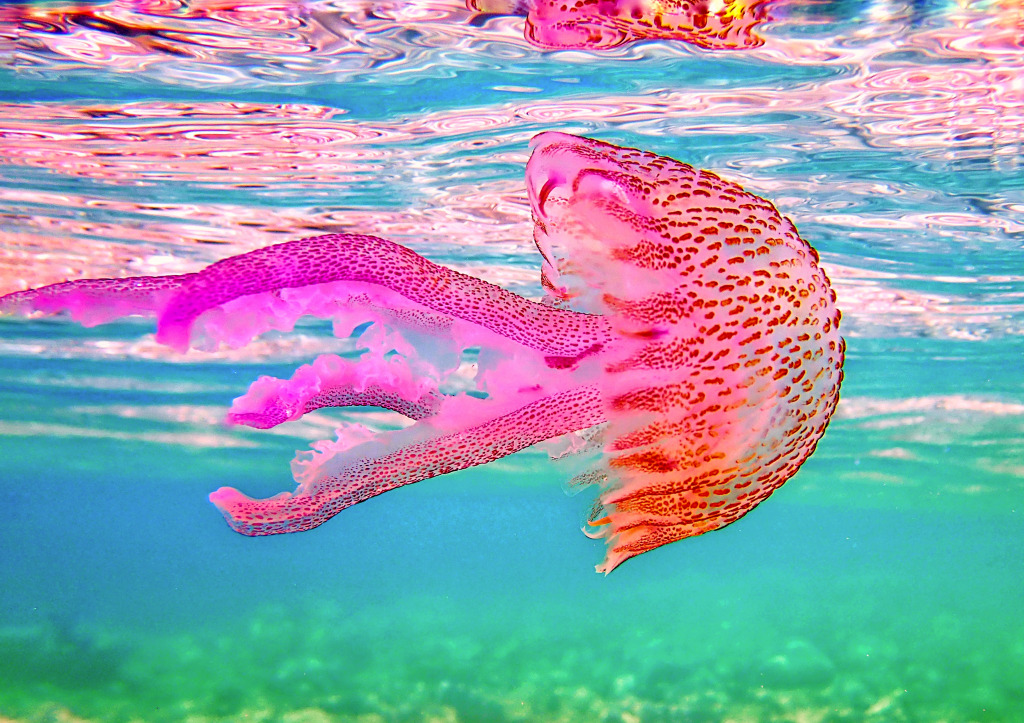 Purple-Striped Jellyfish jigsaw puzzle in Under the Sea puzzles on TheJigsawPuzzles.com