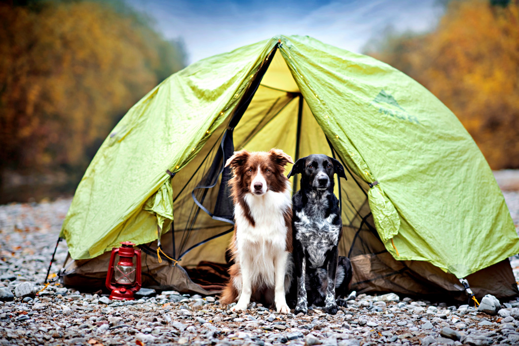 Two Friends are Camping in Nature jigsaw puzzle in Puzzle of the Day puzzles on TheJigsawPuzzles.com