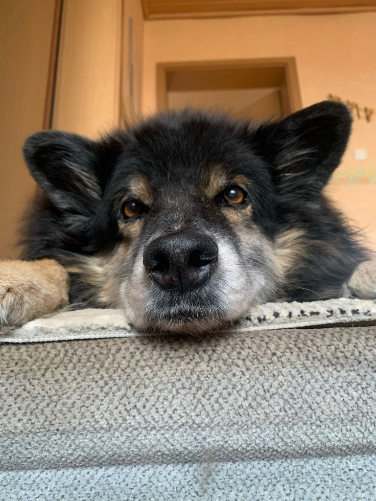 Flauschi jigsaw puzzle in Finja Baumung puzzles on TheJigsawPuzzles.com