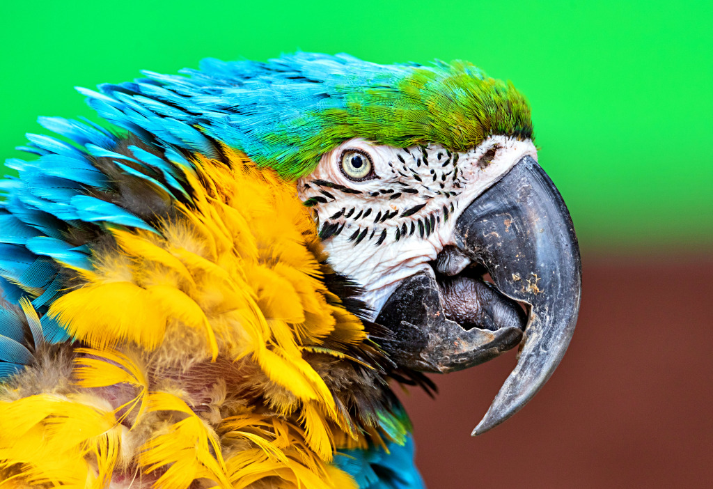 Blue-and-Yellow Macaw jigsaw puzzle in Animals puzzles on TheJigsawPuzzles.com