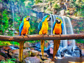 Blue-and-Yellow Macaws against a Waterfall