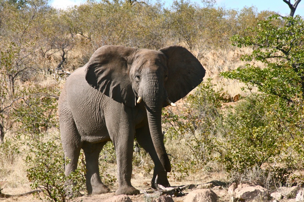 Olifant jigsaw puzzle in Tiere puzzles on TheJigsawPuzzles.com