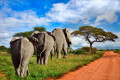 Elephants in the Amboseli National Park, Kenya