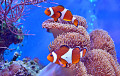 Clownfish in an Aquarium
