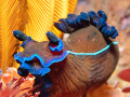 Vibrant Black Nudibranch