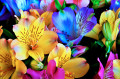 Alstroemeria Flowers Close-Up