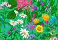 Wild Flowers
