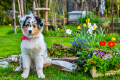 Cute Australian Shepherd Puppy in the Garden