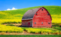 Old Red Barn in a Rapeseed Field