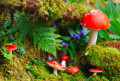 Fly Agaric Mushrooms in the Forest
