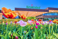 Keukenhof Park with Tulips, Lisse, the Netherlands