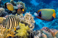 Colorful Reef Landscape