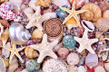 Starfish on Amazing Shell Background