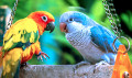 Lovebirds Sitting Together