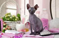 Don Sphynx Kitten