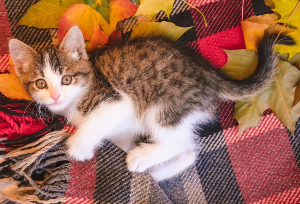 Little-Kitten-on-a-Cozy-Blanket jigsaw puzzle in Mike Smith puzzles on TheJigsawPuzzles.com