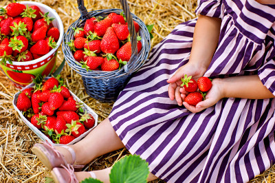 Picking Strawberries on an Organic Berry Farm jigsaw puzzle in Fruits ...