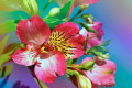 Alstroemeria Flower in Soft Light