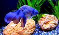 Aquarium Blue Fish