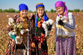 Uzbek Women in a Cotton Field, Samarkand