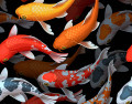 Koi Carps