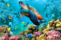 Sea Turtle on a Coral Reef