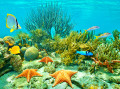 Coral Reef with Starfish, Caribbean Sea