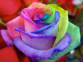 Beautiful Rainbow Rose