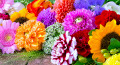 A Colorful Selection of Flowers