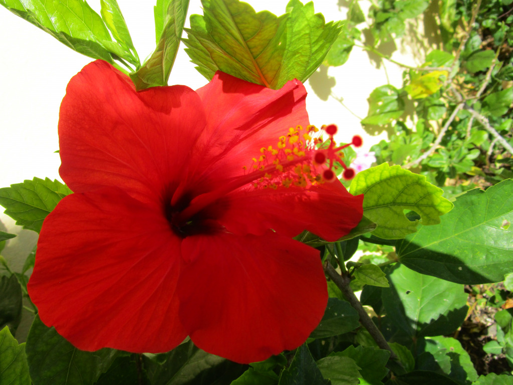 IMG_2523 jigsaw puzzle in emilie10 puzzles on TheJigsawPuzzles.com