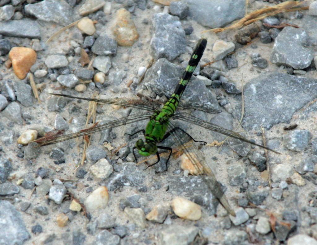 Green Dragonfly jigsaw puzzle in Macro puzzles on TheJigsawPuzzles.com
