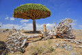 Dragon Trees, Socotra, Yemen